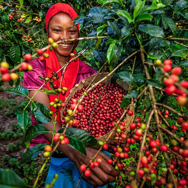 Why Ethiopian Coffee is considered the Best in the World - Auro Coffee